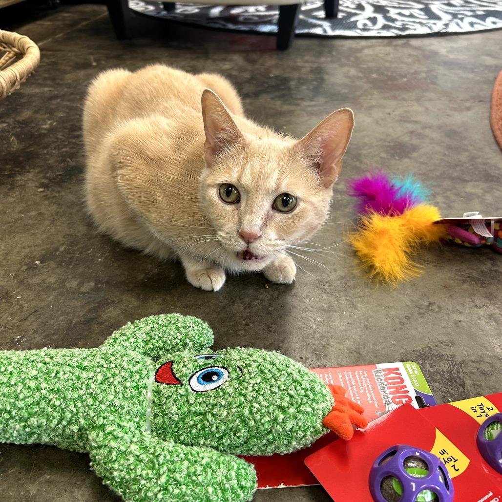 Enlarge Clancy, a Adoptable Domestic Short Hair in Huntsville, AL image 3/4