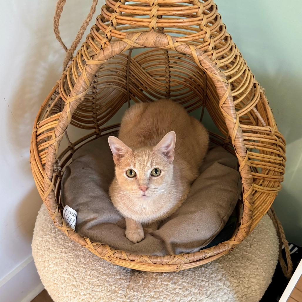 Enlarge Clancy, a Adoptable Domestic Short Hair in Huntsville, AL image 4/4