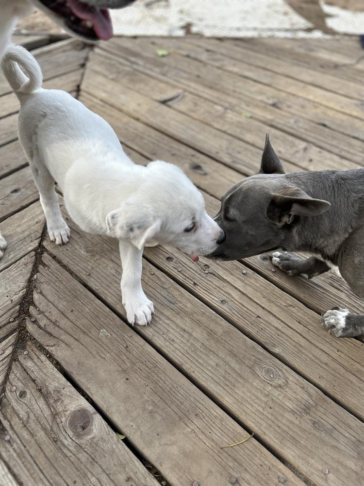 Igloo (Chase), Adoptable, Puppy Male Cattle Dog.