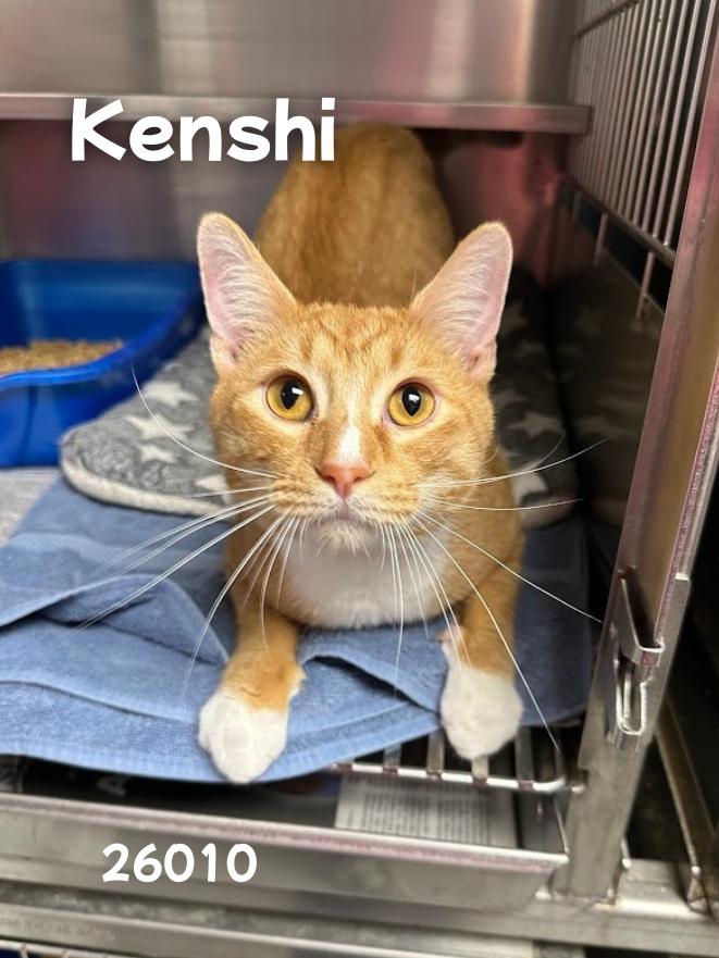 Kenshi, Adoptable, Young Male Domestic Short Hair.