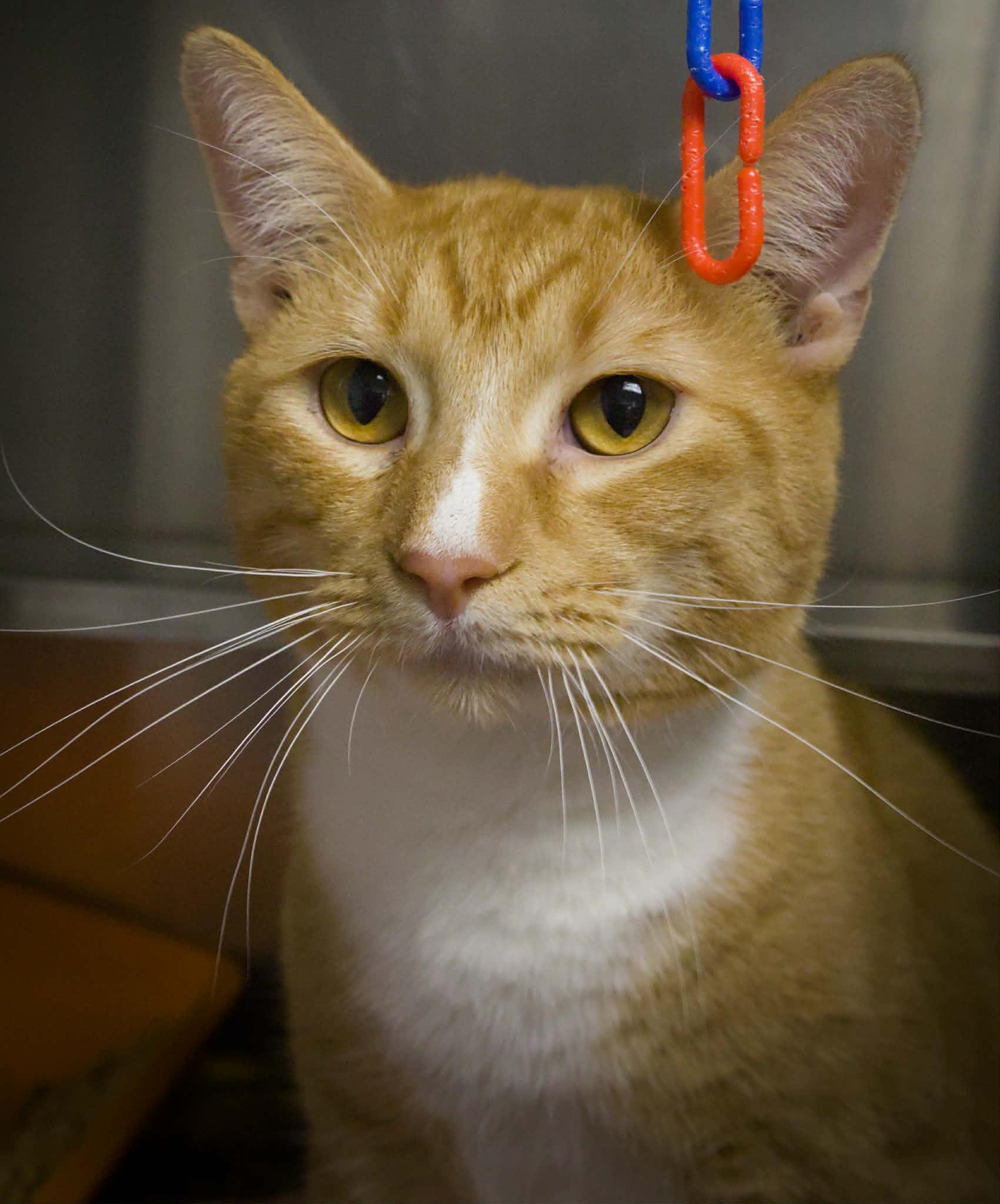 Enlarge Kenshi, a Adoptable mixed breed in Oak Ridge, TN image 3/3