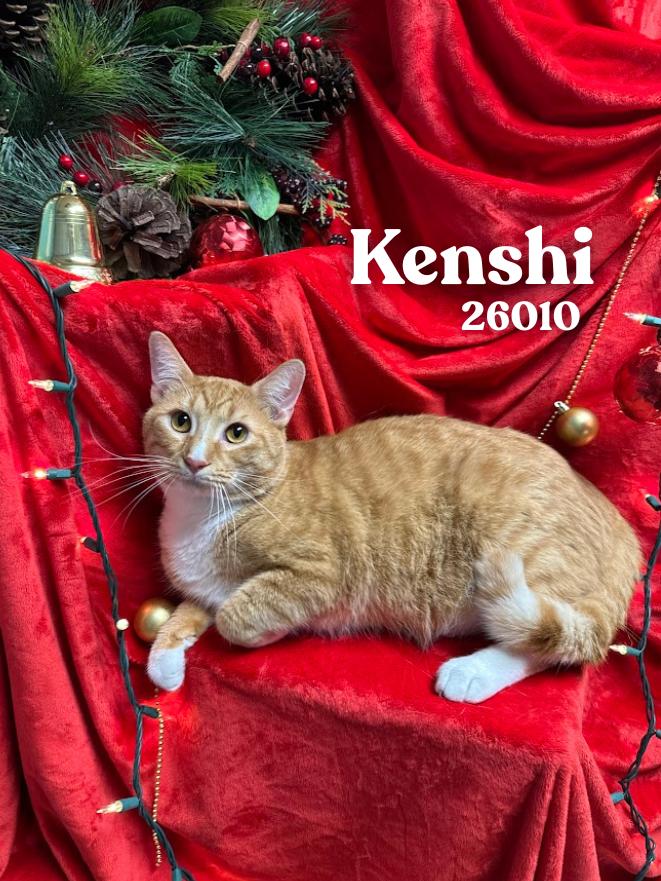 Enlarge Kenshi, a Adoptable mixed breed in Oak Ridge, TN image 2/3