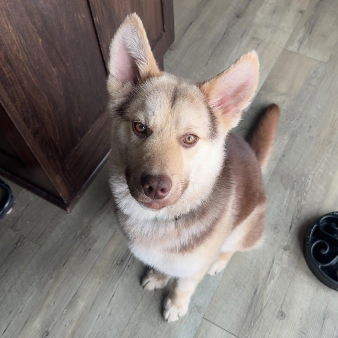 Meeko, Adoptable, Young Male Husky.