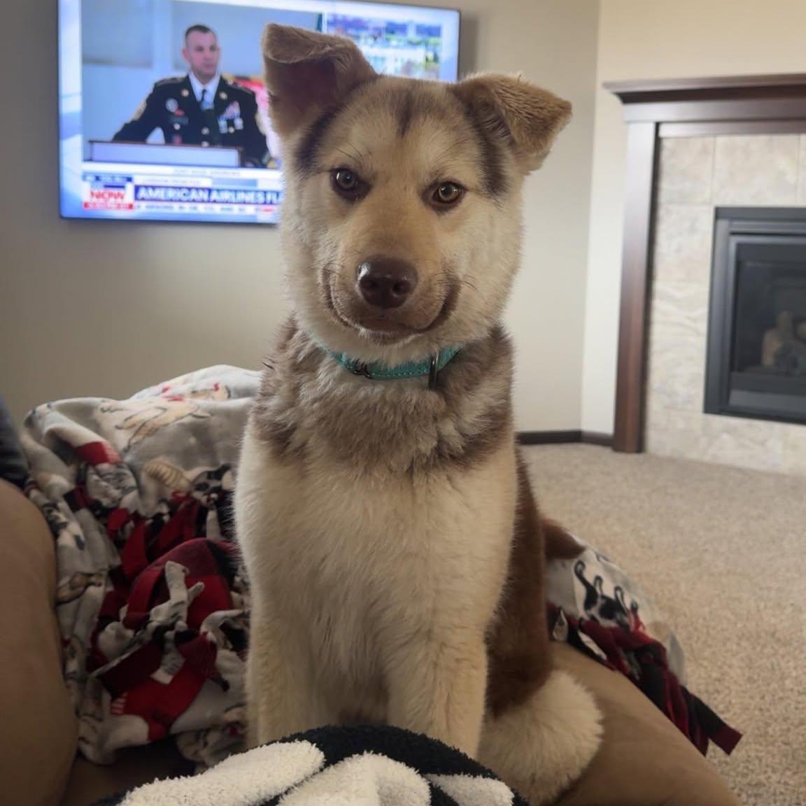 Enlarge Meeko, a Adoptable mixed breed in Grand Forks, ND image 2/3