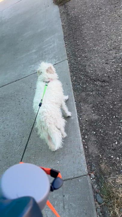 Enlarge Ms. Bubbly Lily, a Adoptable mixed breed in Vancouver, BC video 3/5