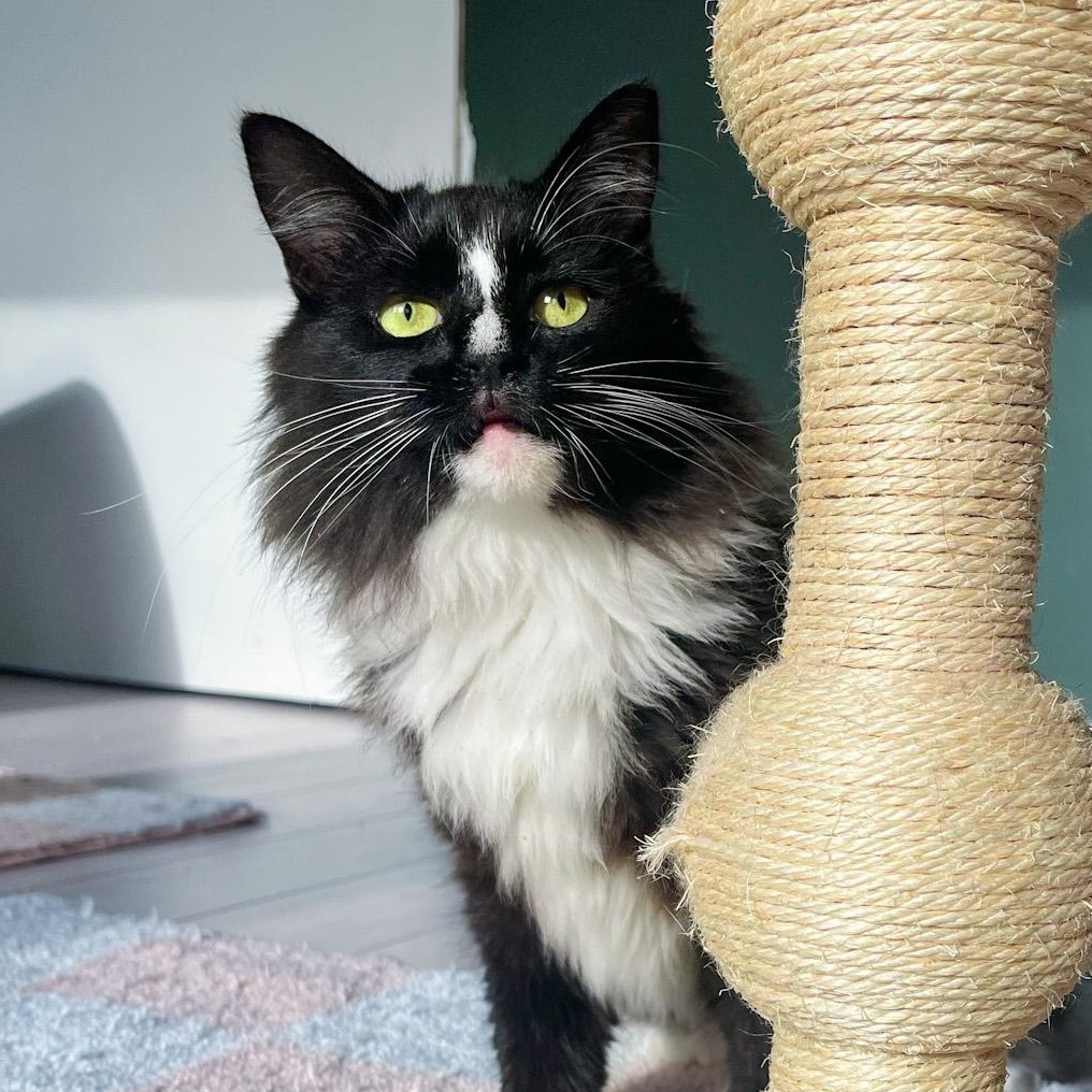 Dally, Adoptable, Adult Female Domestic Long Hair.