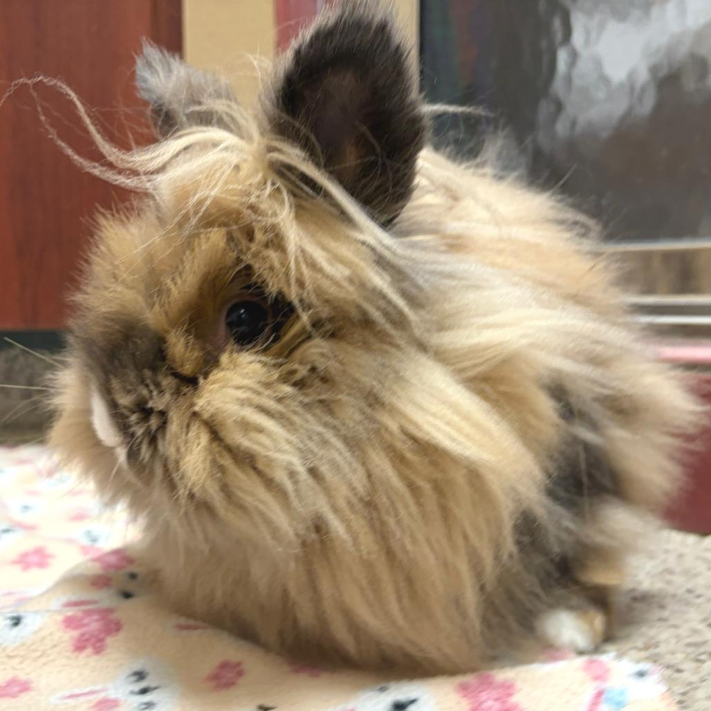Enlarge Astrid, a Adoptable Lionhead in Oshkosh, WI image 1/3