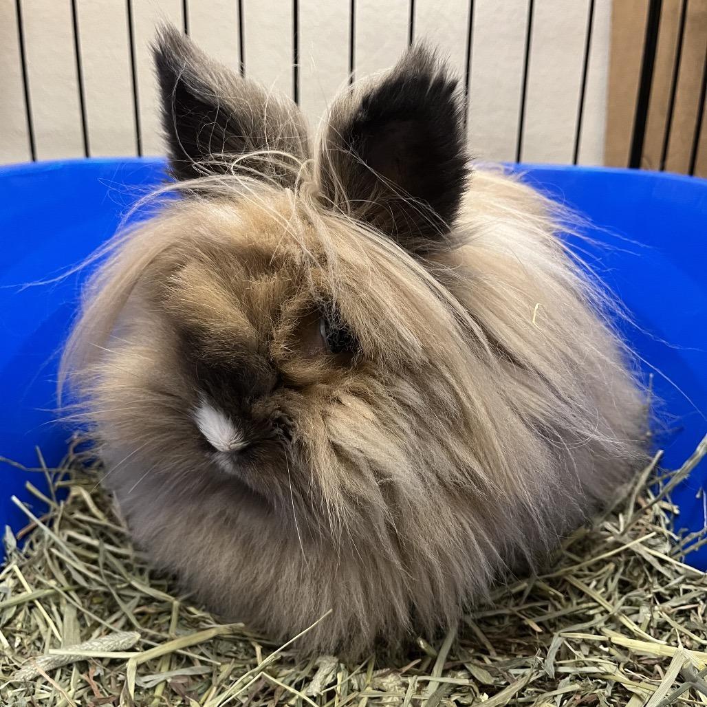 Enlarge Astrid, a Adoptable Lionhead in Oshkosh, WI image 3/3