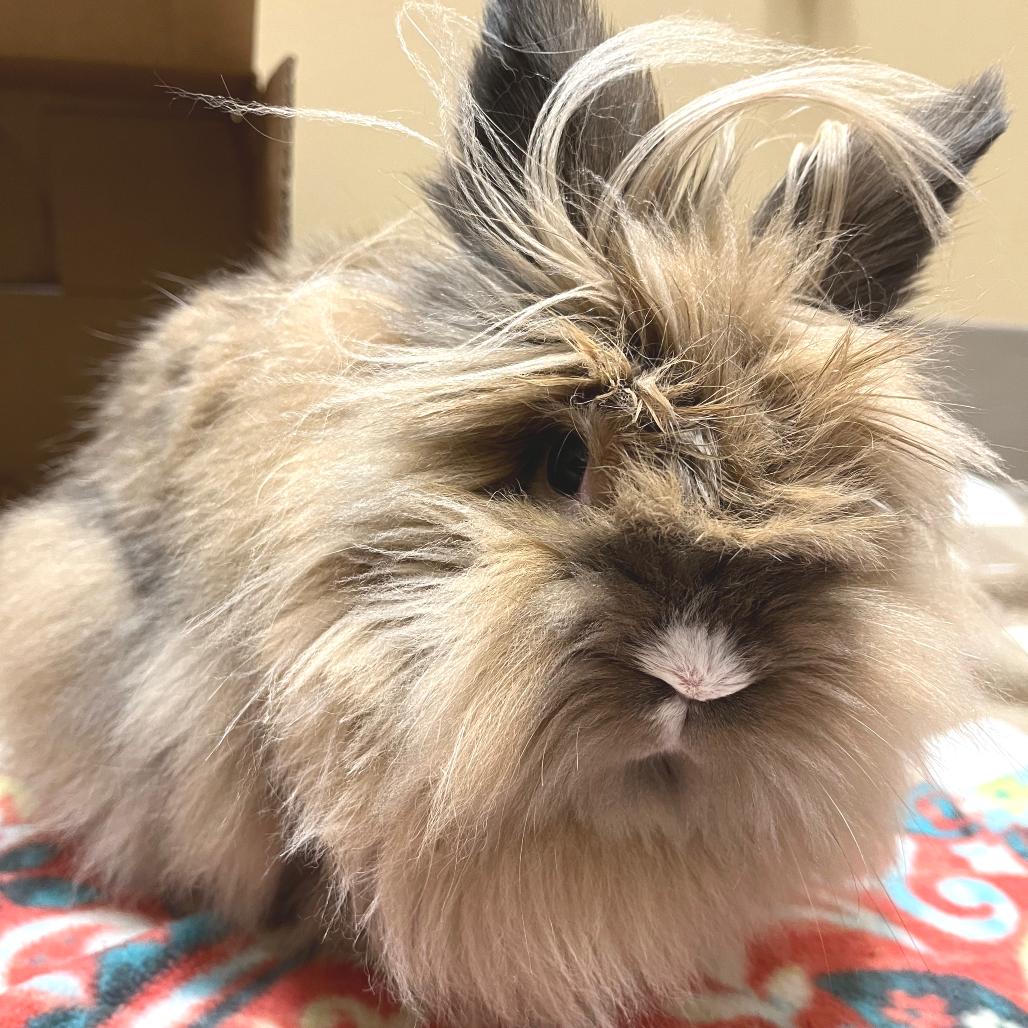 Enlarge Astrid, a Adoptable Lionhead in Oshkosh, WI image 2/3