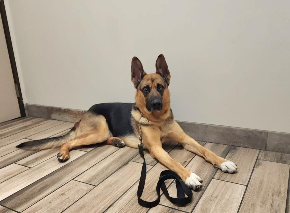 Enlarge Bruno, an adoptable mixed breed in Tracy, CA image 5/6