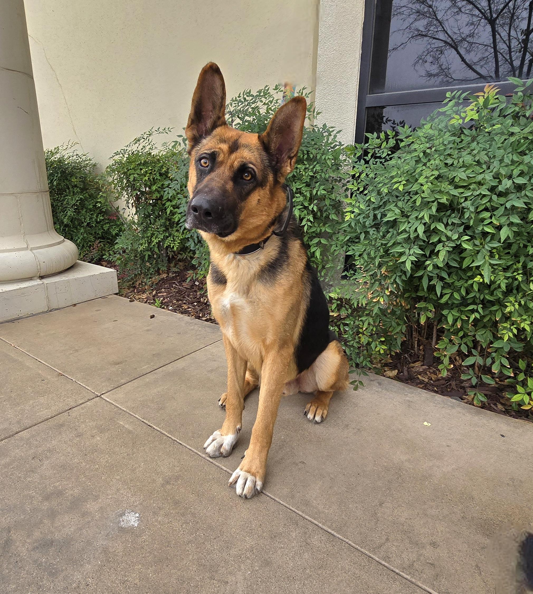 Bruno, Adoptable, Young Male German Shepherd Dog.