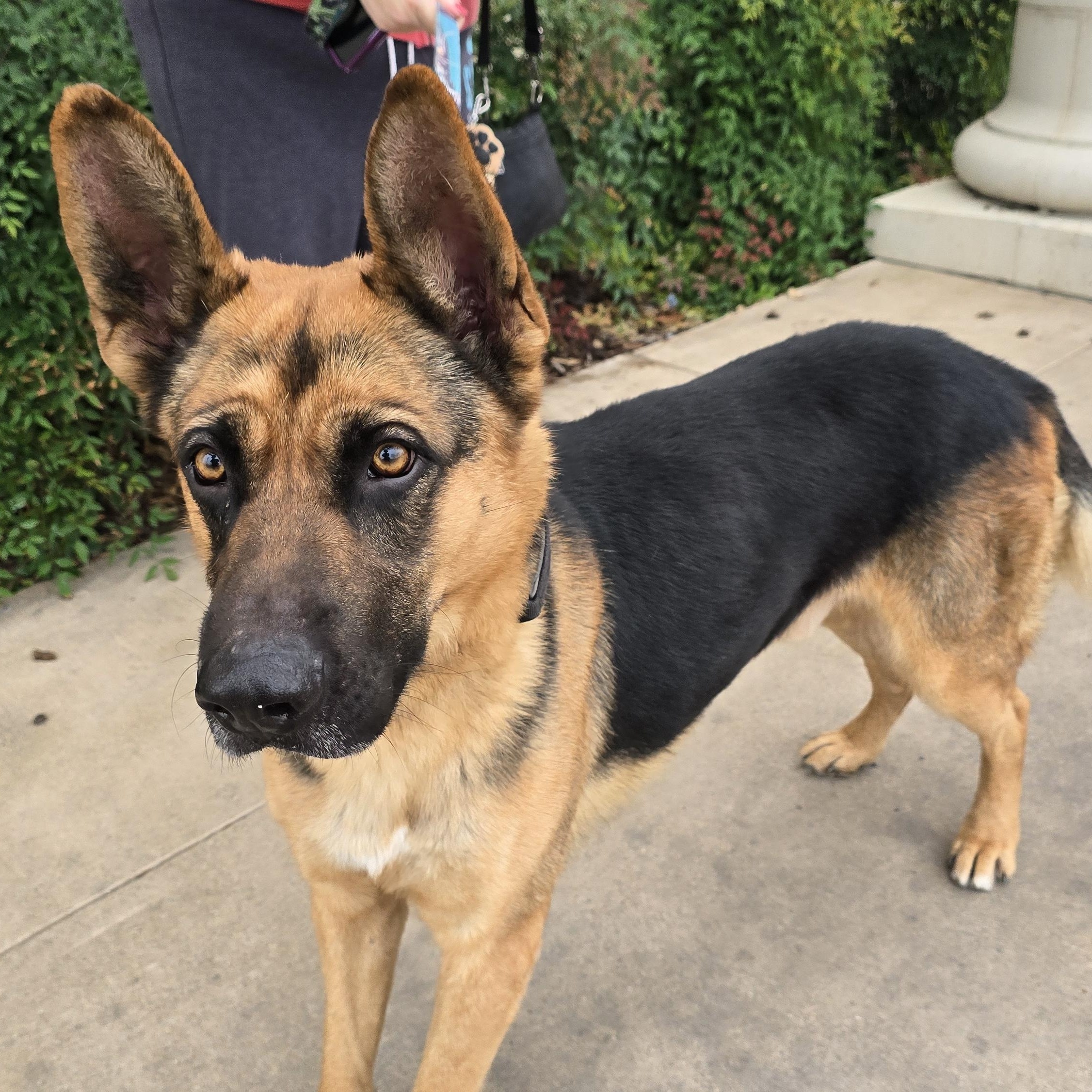 Bruno, adoptable, Young Male German Shepherd Dog.