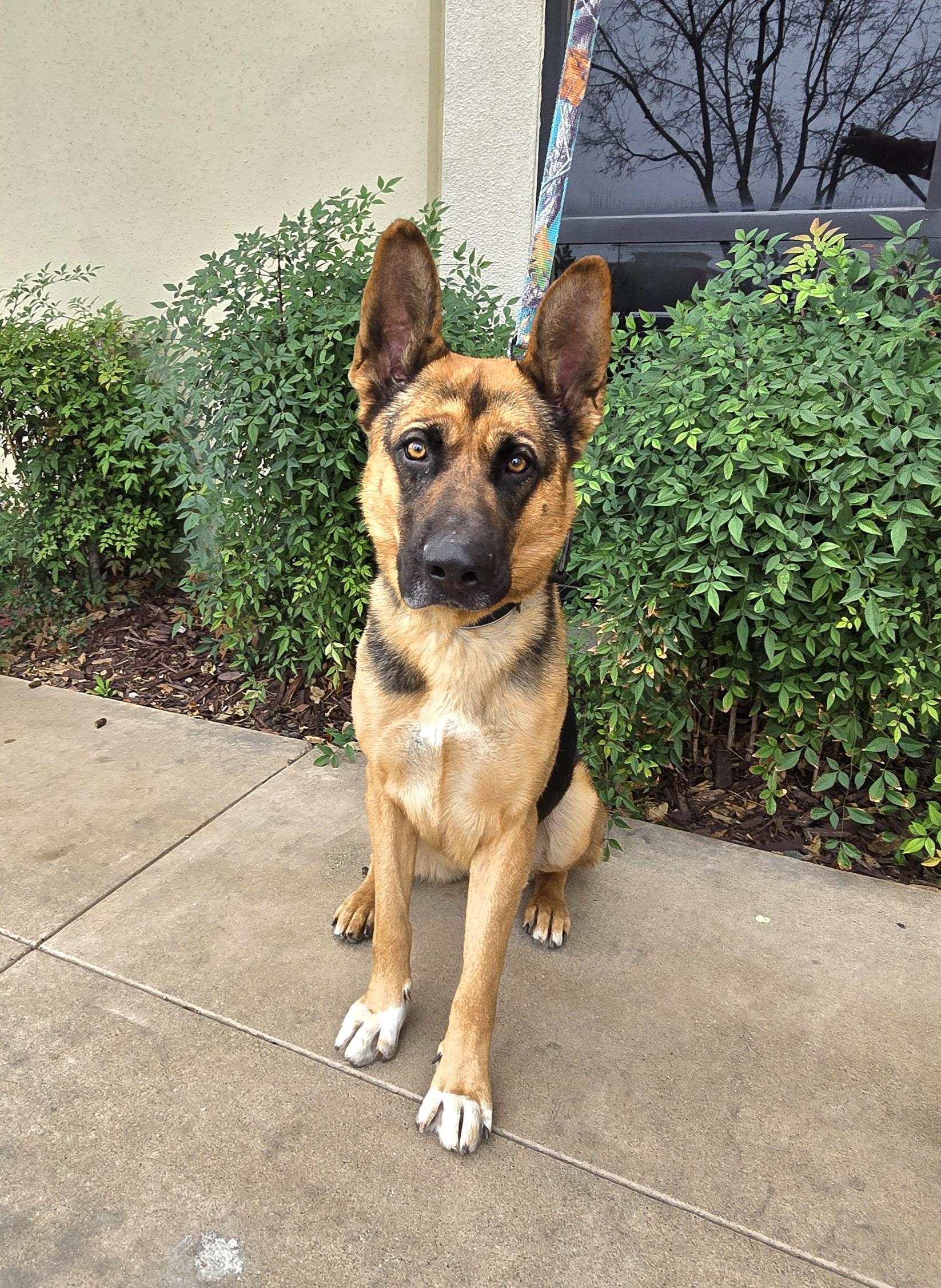 Bruno, a Adoptable mixed breed in Tracy, CA image 3/5