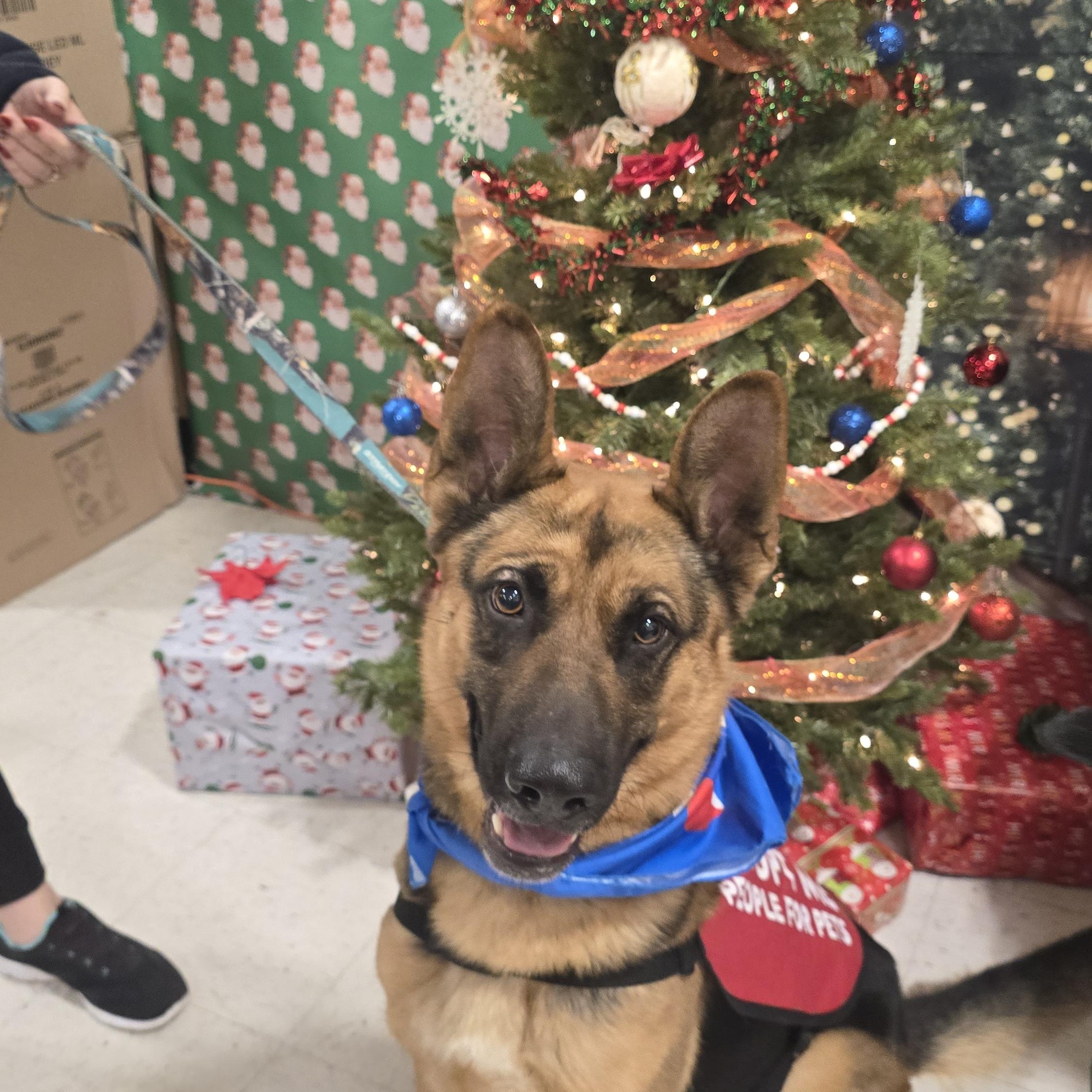 Enlarge Bruno, a Adoptable mixed breed in Tracy, CA image 1/5