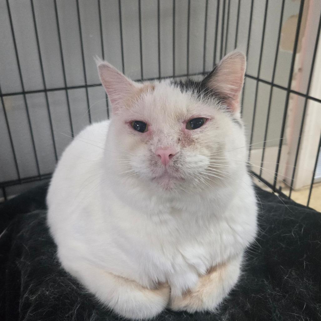 Enlarge Khora LR 9, a Adoptable Domestic Short Hair in Union, MO image 1/2