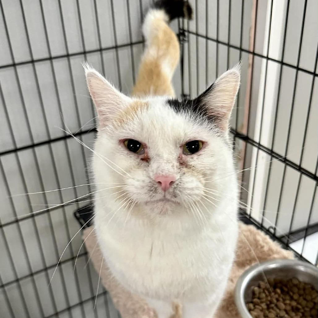 Enlarge Khora LR 9, a Adoptable Domestic Short Hair in Union, MO image 2/2