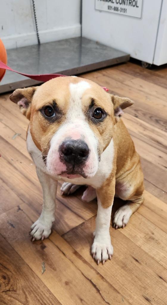 Speck, Adoptable, Adult Male Staffordshire Bull Terrier & Mixed Breed.