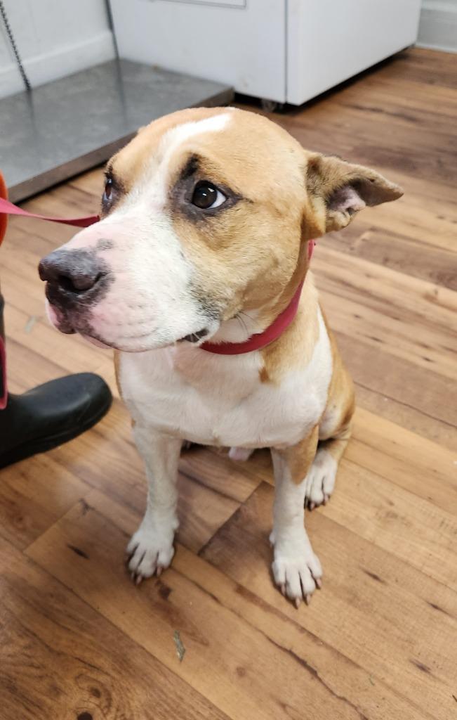 Enlarge Speck, a Adoptable mixed breed in Fayetteville, TN image 2/2