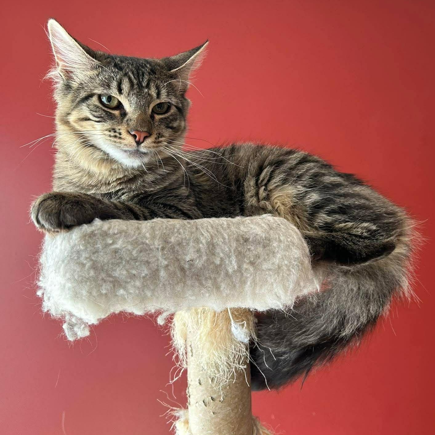 Enlarge Katia, an adoptable Domestic Short Hair in Attleboro, MA image 3/3