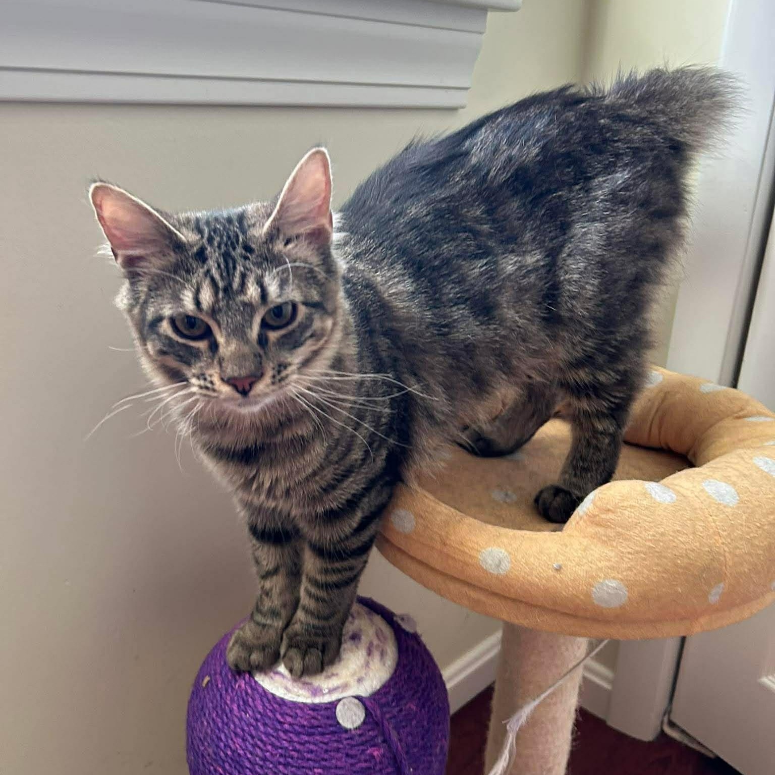 Enlarge Katia, an adoptable Domestic Short Hair in Attleboro, MA image 2/3