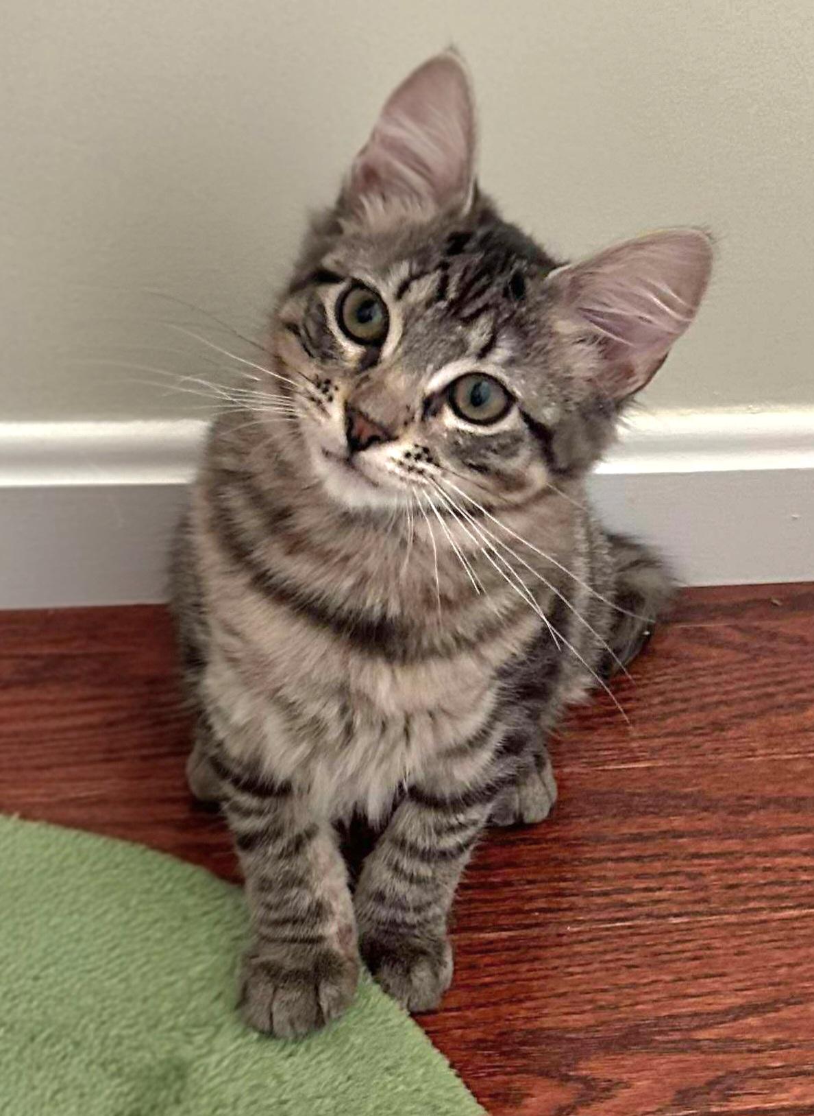 Enlarge Katia, a Adoptable Domestic Short Hair in Attleboro, MA image 1/3