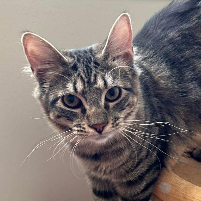 Katia, adoptable, Young Female Domestic Short Hair.