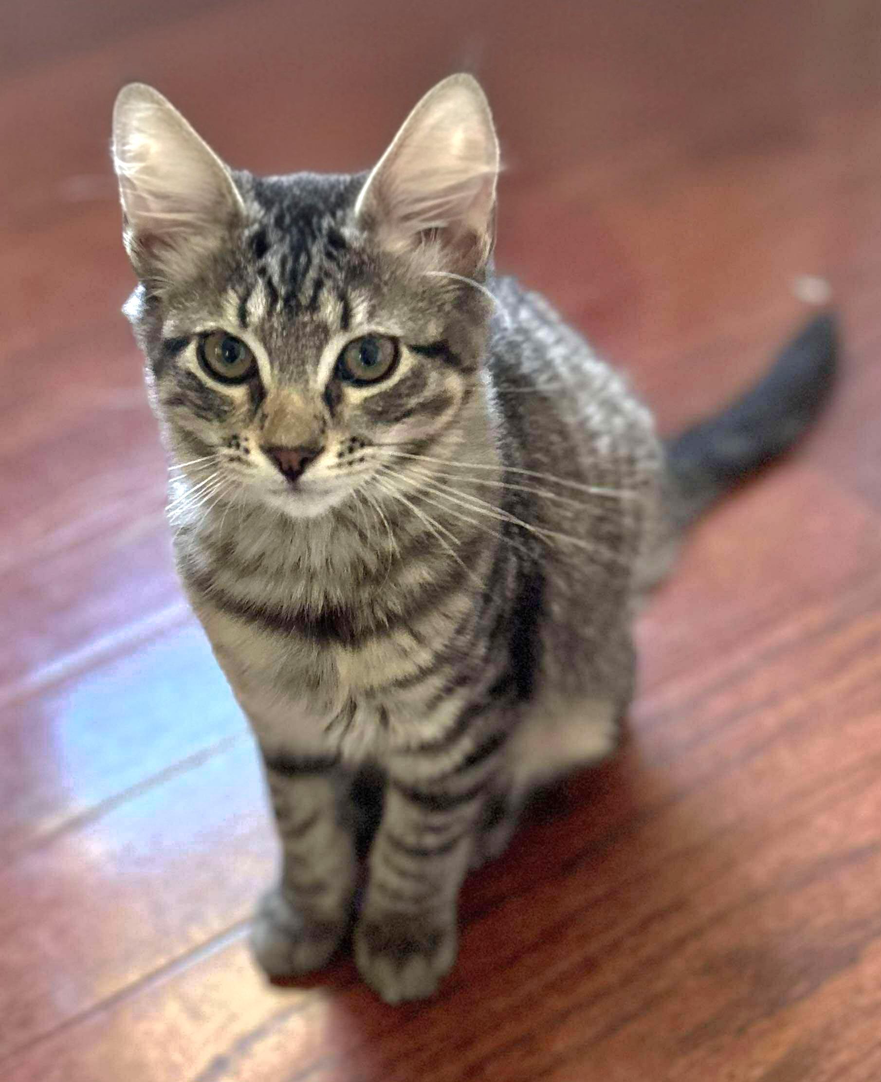 Enlarge Katia, a Adoptable Domestic Short Hair in Attleboro, MA image 2/3