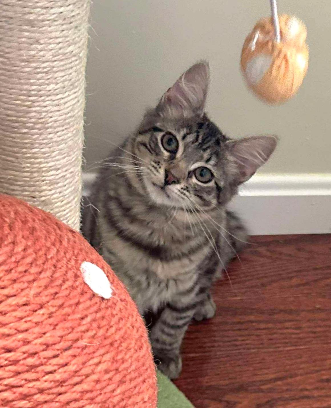 Enlarge Katia, a Adoptable Domestic Short Hair in Attleboro, MA image 3/3