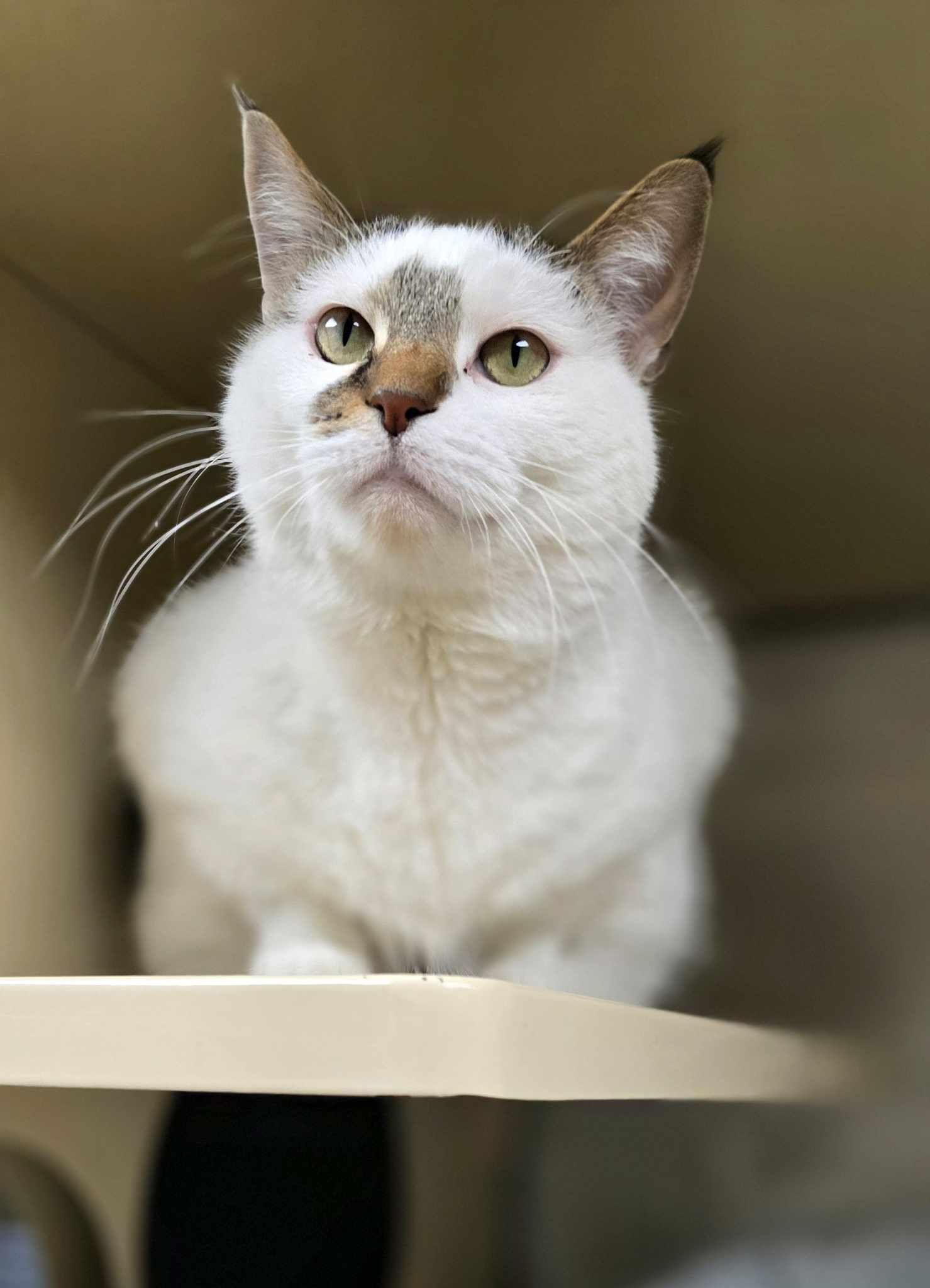 Ru, Adult Female Domestic Short Hair