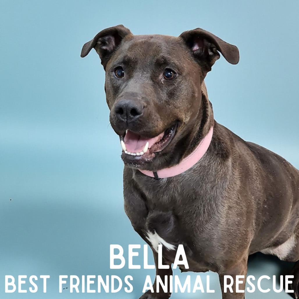 Enlarge Bella, a Adoptable mixed breed in Wasilla, AK image 1/3