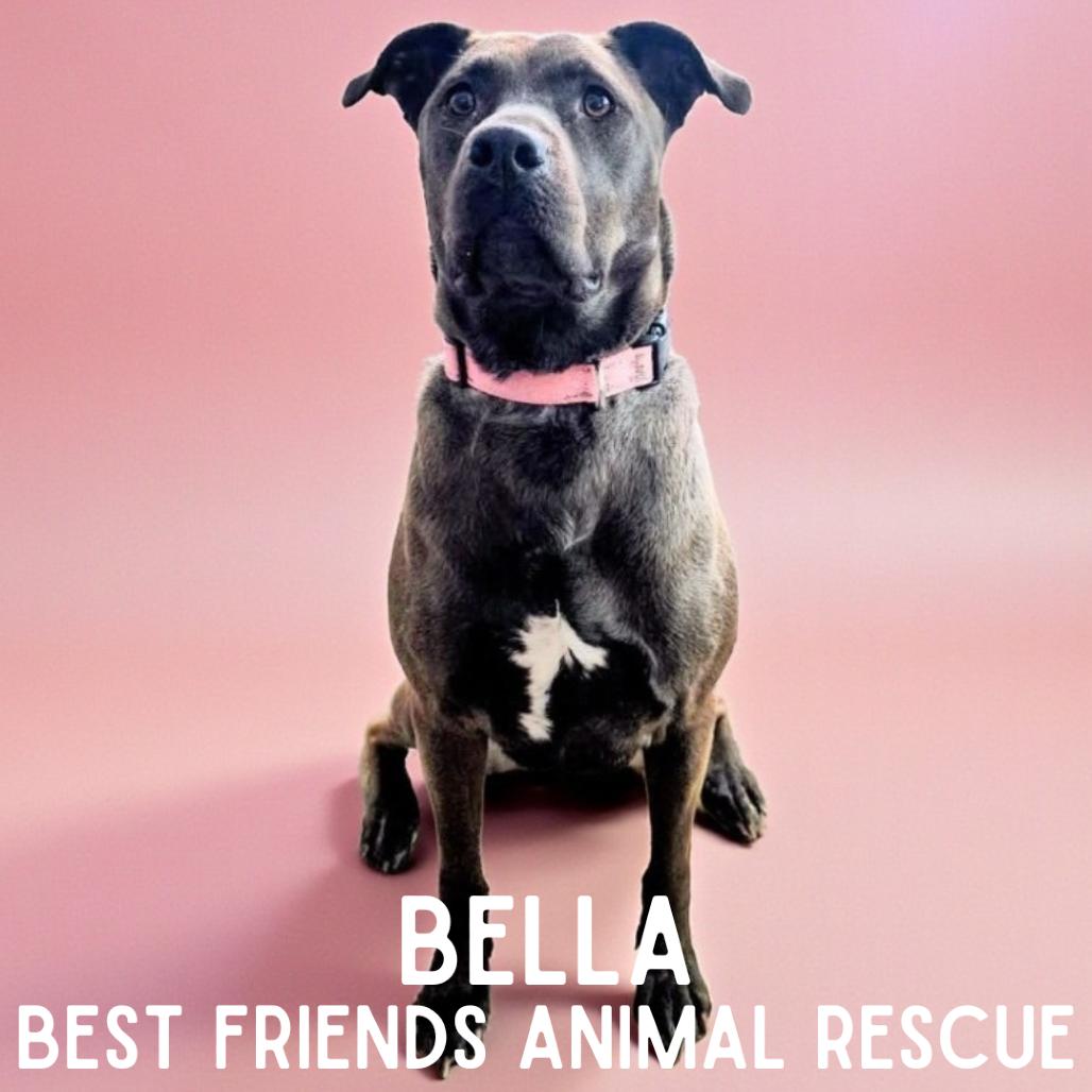 Enlarge Bella, a Adoptable mixed breed in Wasilla, AK image 2/6