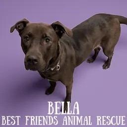 Enlarge Bella, a Adoptable mixed breed in Wasilla, AK image 1/1