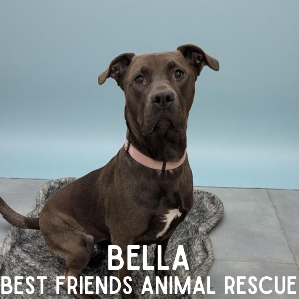 Enlarge Bella, a Adoptable mixed breed in Wasilla, AK image 2/3