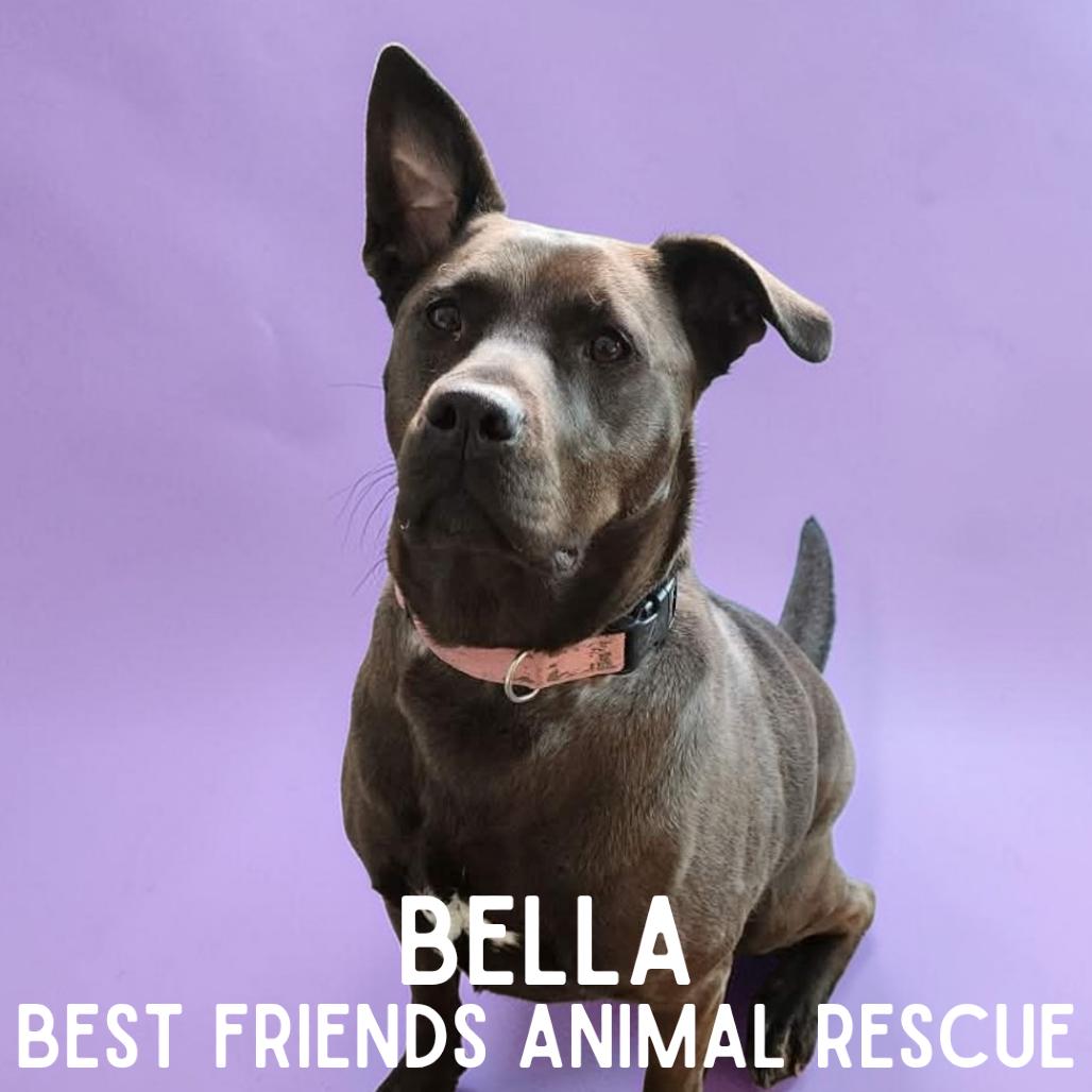 Enlarge Bella, a Adoptable mixed breed in Wasilla, AK image 4/6