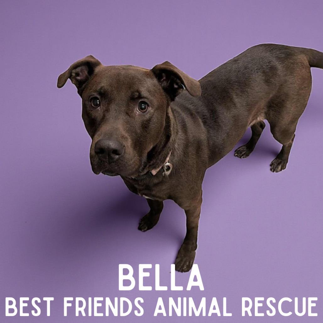 Enlarge Bella, a Adoptable mixed breed in Wasilla, AK image 3/3