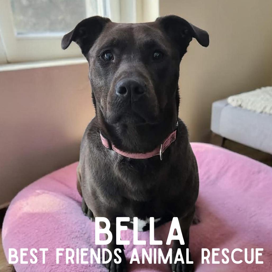 Enlarge Bella, a Adoptable mixed breed in Wasilla, AK image 6/6