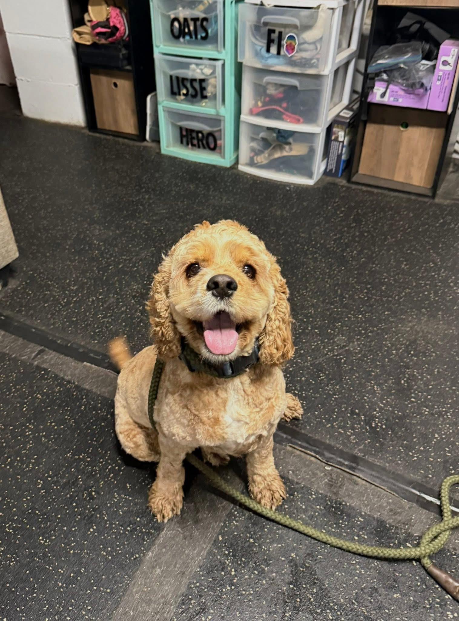 Enlarge Cody, a Adopted Cocker Spaniel in Albany, NY image 1/6