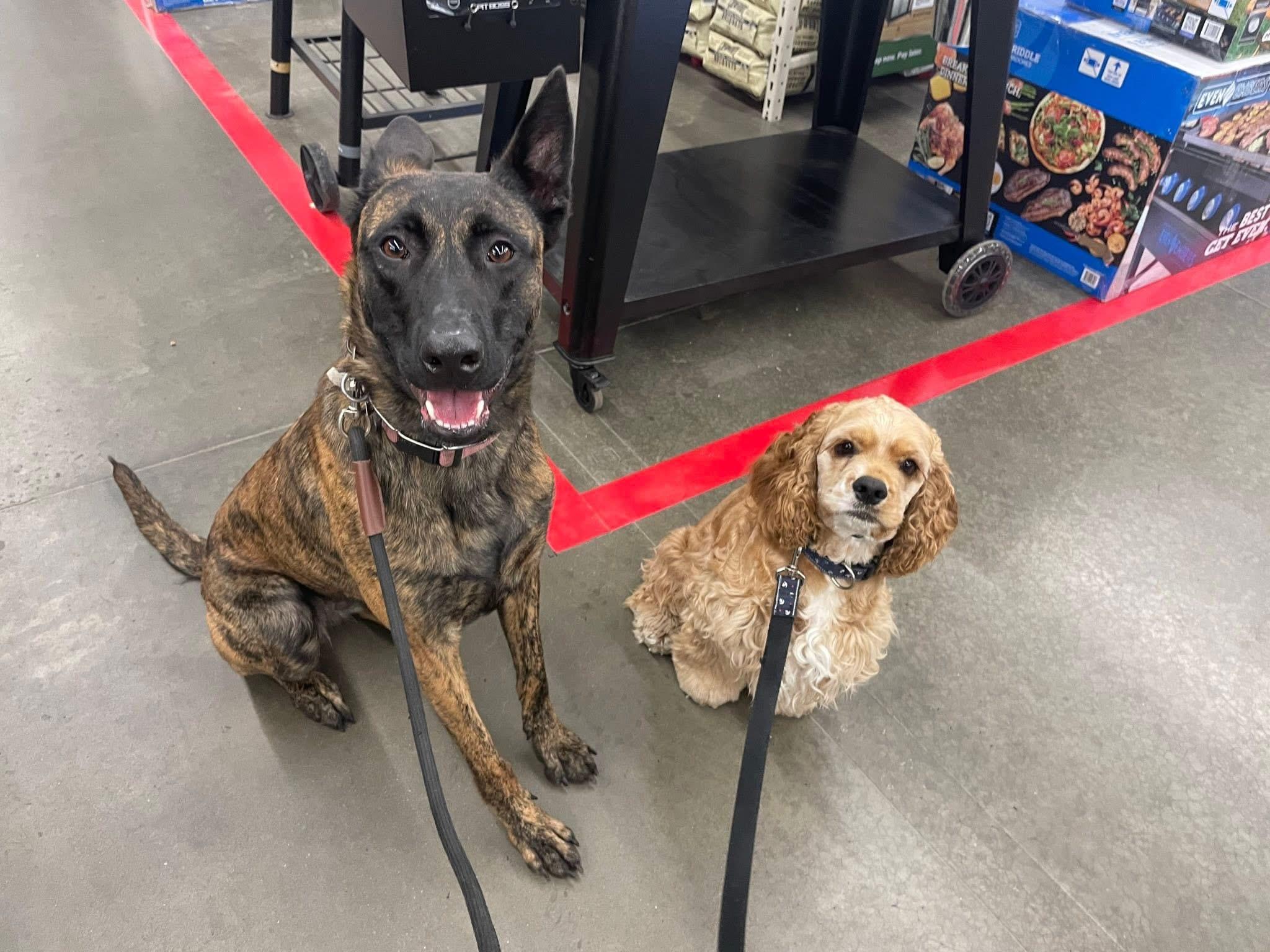 Enlarge Cody, a Adopted Cocker Spaniel in Albany, NY image 2/6