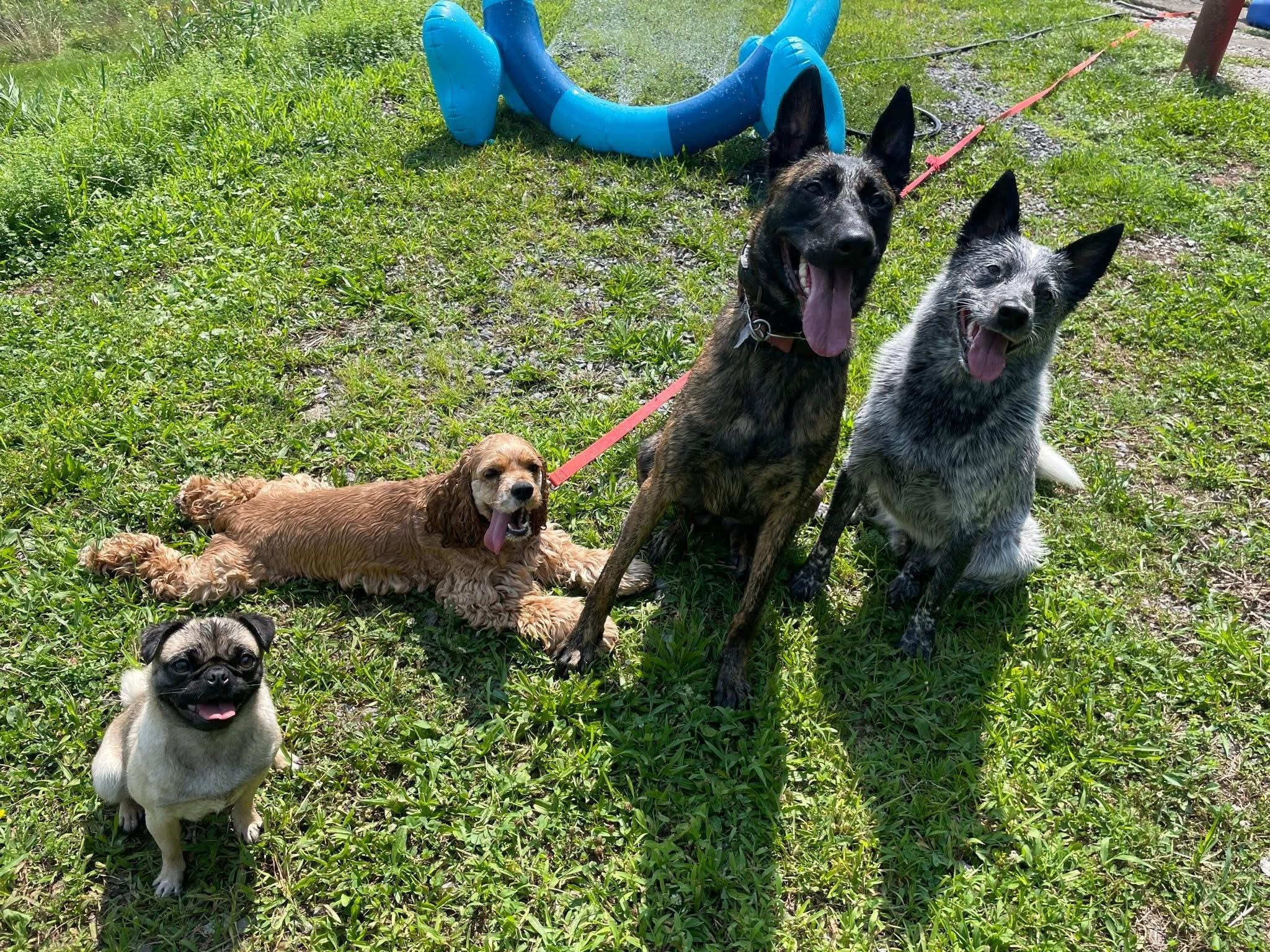 Enlarge Cody, a Adopted Cocker Spaniel in Albany, NY image 3/6