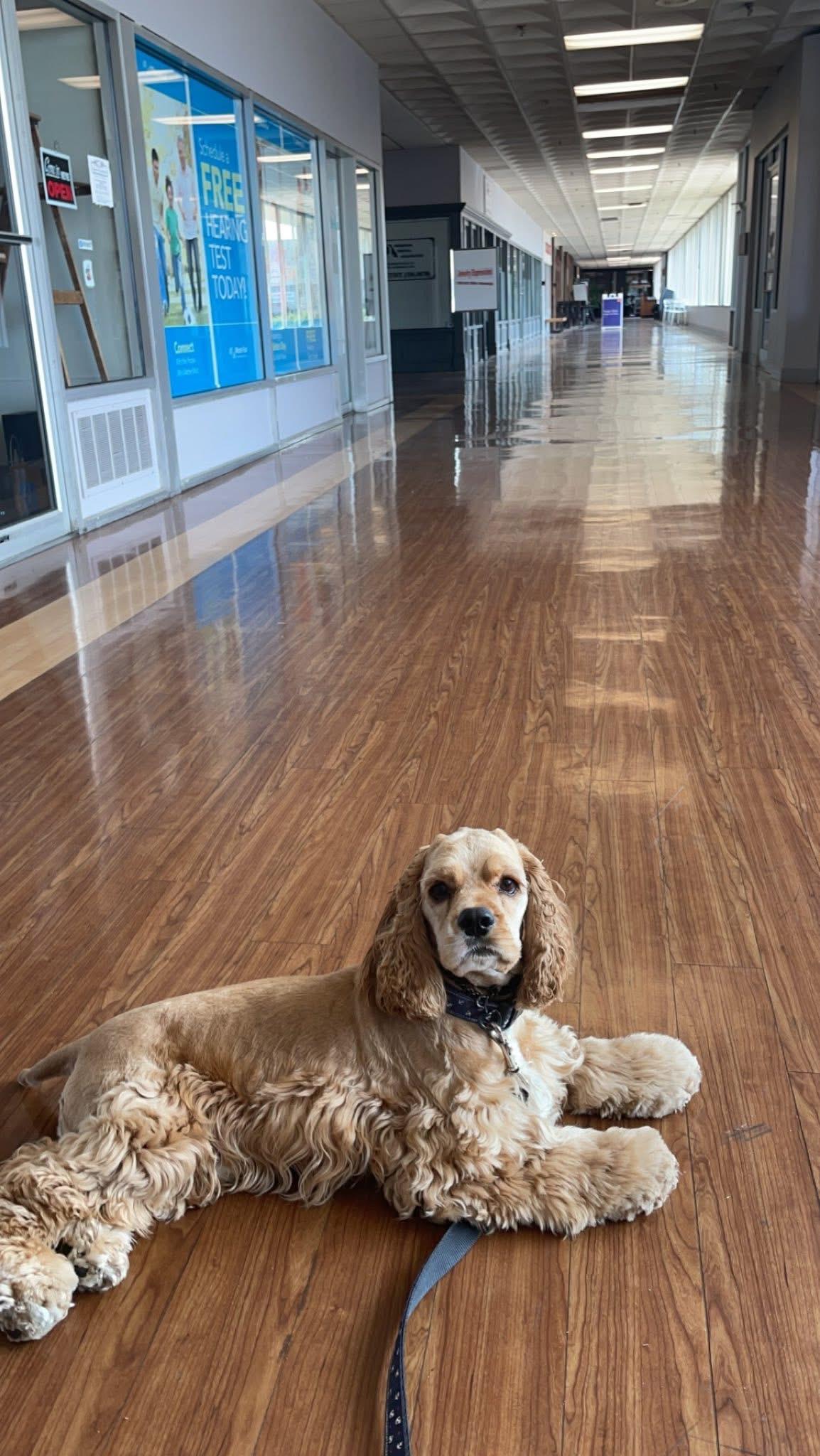 Enlarge Cody, a Adopted Cocker Spaniel in Albany, NY image 5/6