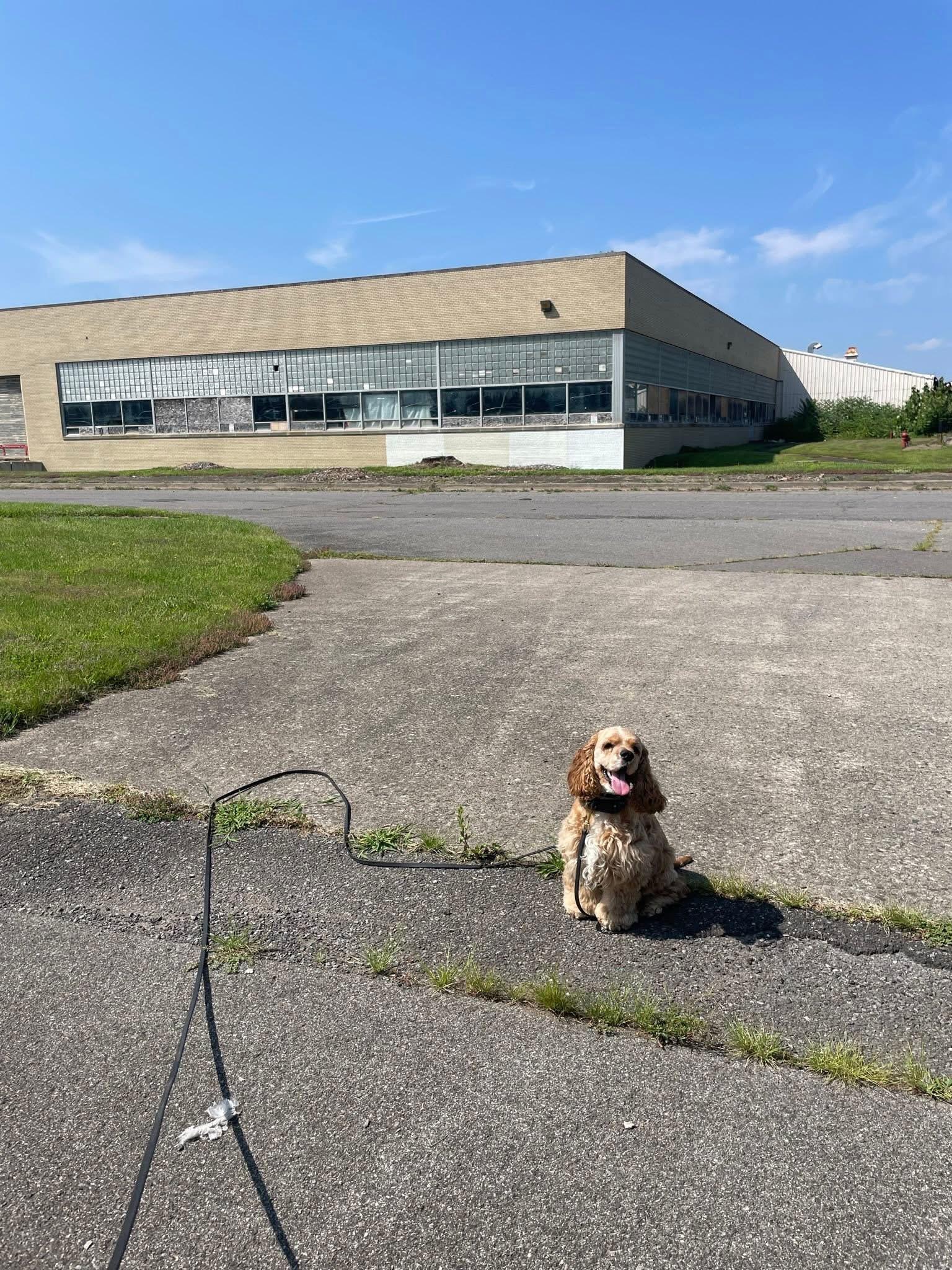Enlarge Cody, a Adopted Cocker Spaniel in Albany, NY image 6/6