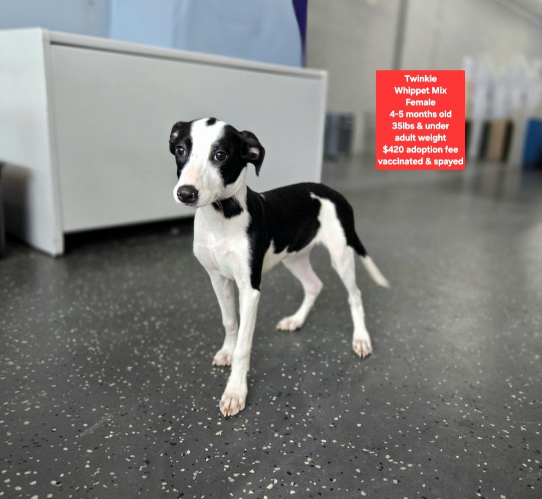 Enlarge Twinkie, an adopted mixed breed in Oviedo, FL image 1/1