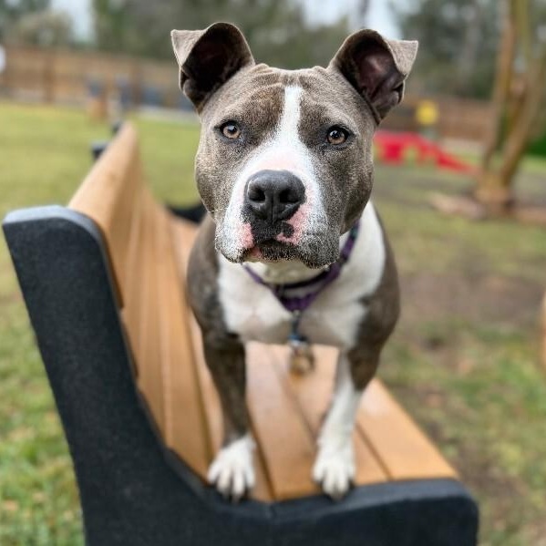 Holly Happy Sunshine Bunny Babe