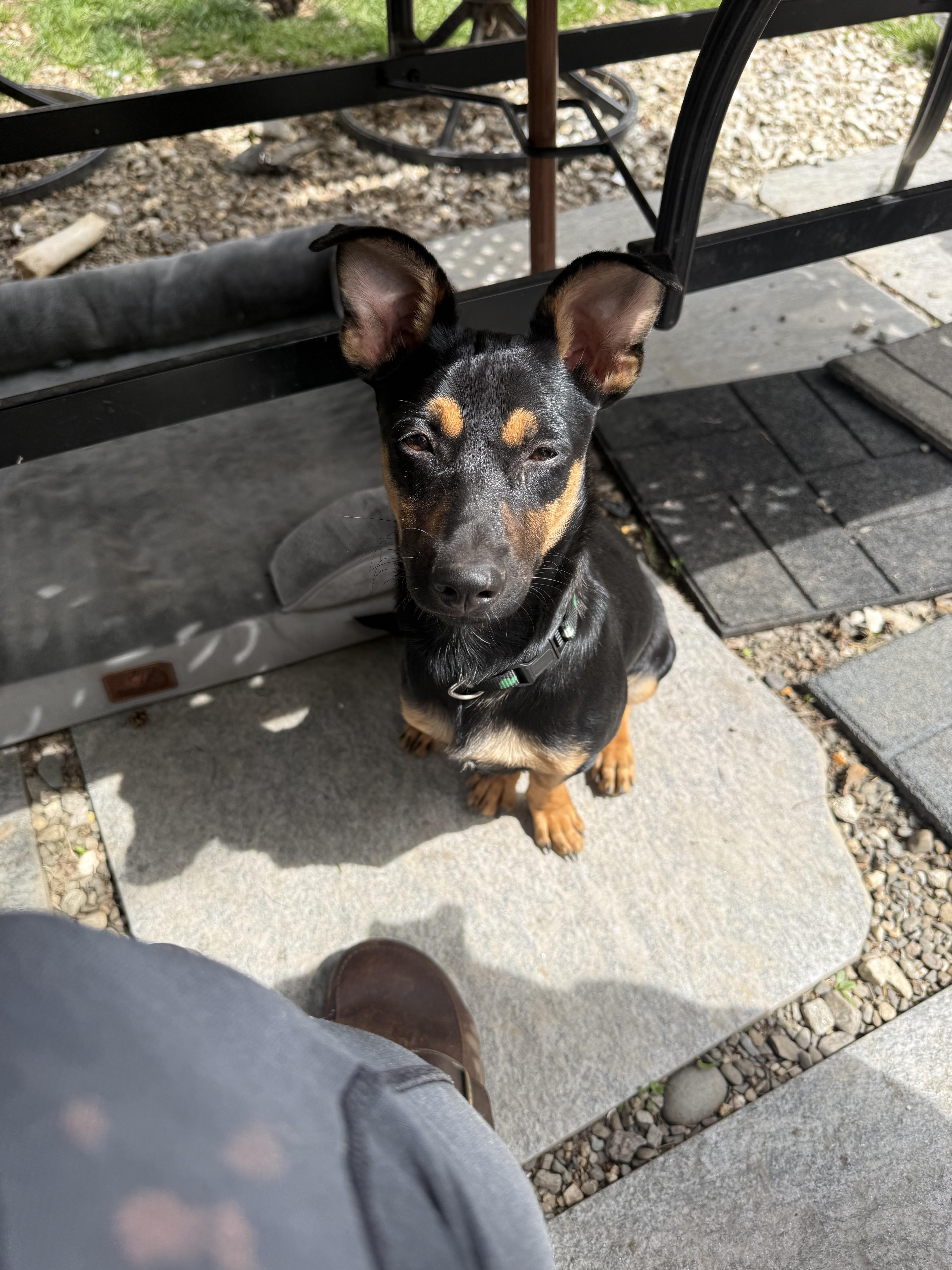 Ringo , ADOPTABLE, Young Male Dachshund.