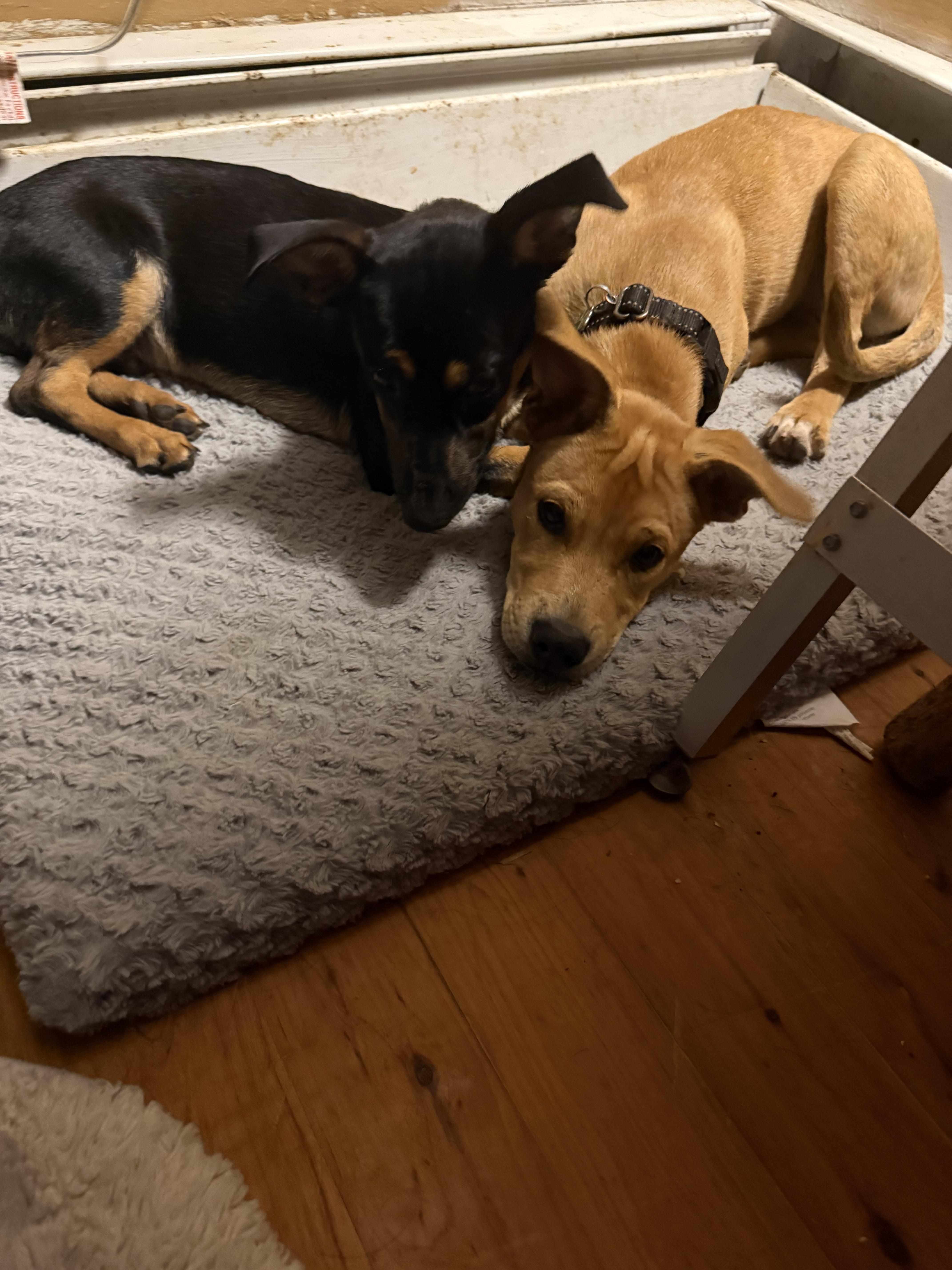 Ringo , a ADOPTABLE mixed breed in Pleasant Valley, NY image 4/4