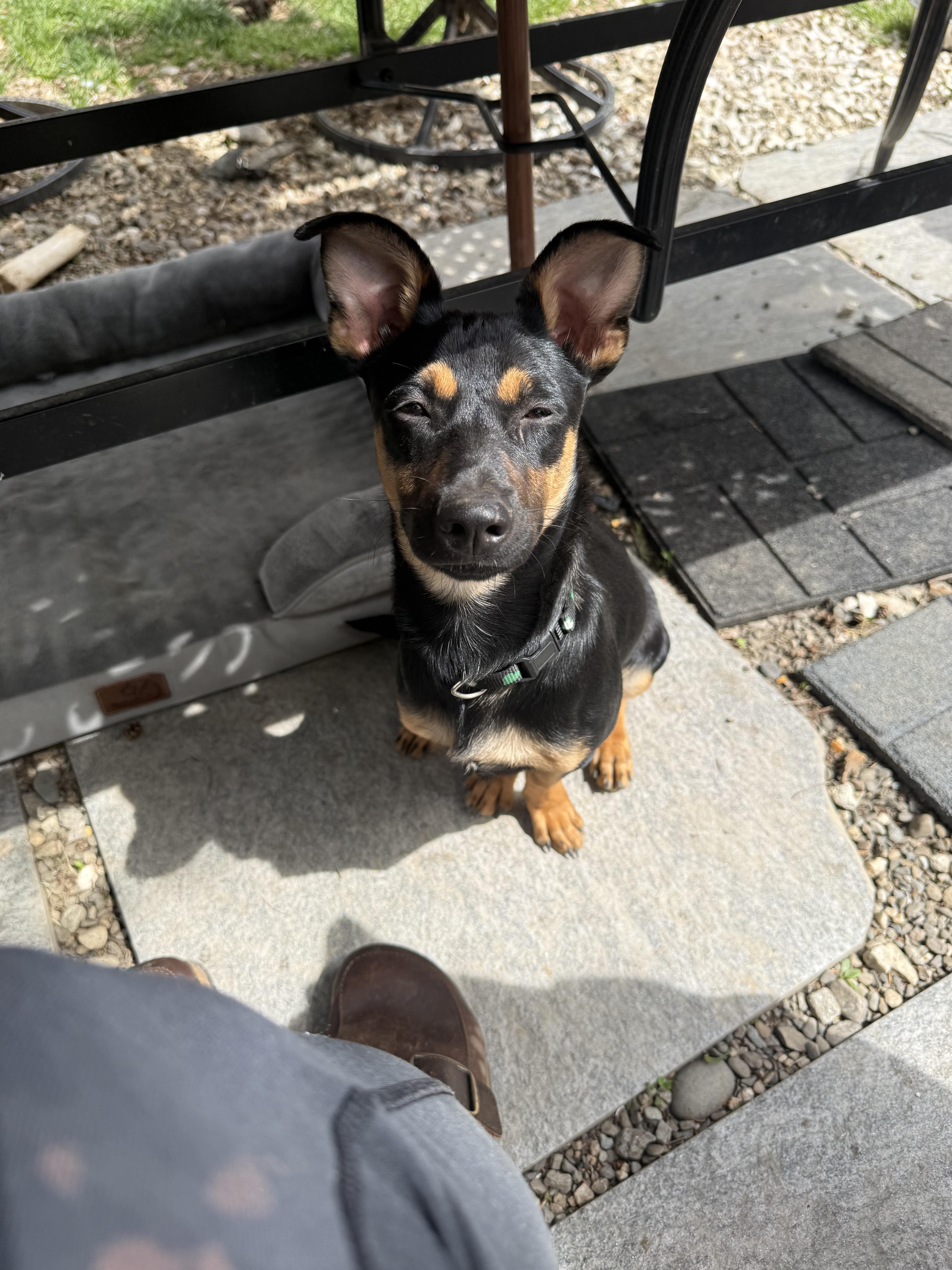 Ringo , a ADOPTABLE mixed breed in Pleasant Valley, NY image 2/4