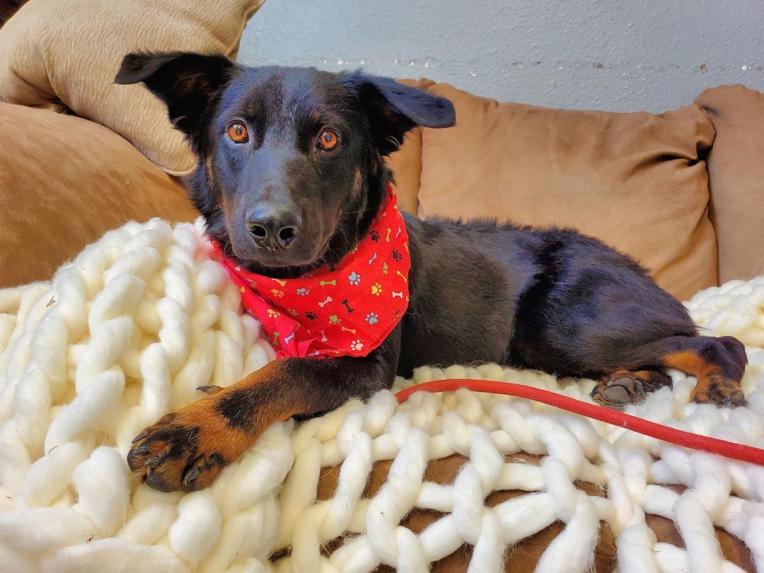 Enlarge Dunn, a Adopted mixed breed in Clifton, TX image 1/4