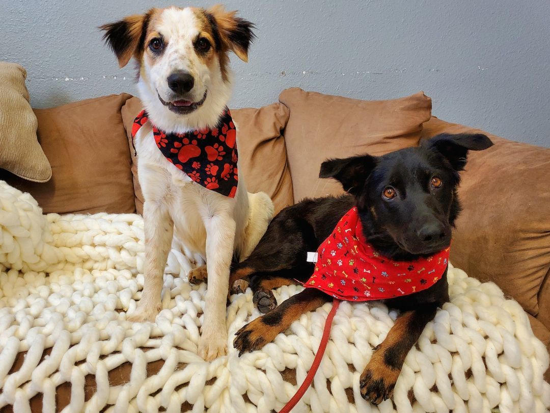 Enlarge Dunn, a Adopted mixed breed in Clifton, TX image 2/4