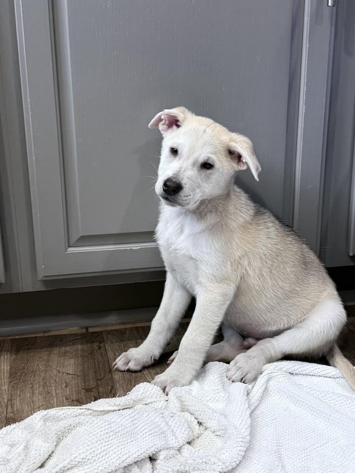 Enlarge Geordi, an adopted mixed breed in Traverse City, MI image 1/1