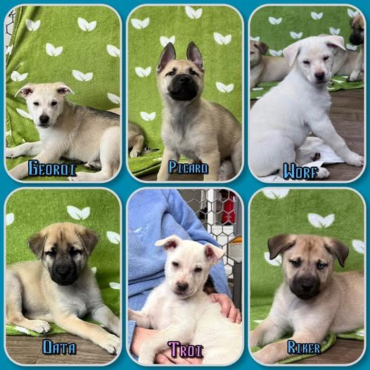 Star Trek The Next Generation Litter - puppies , ADOPTABLE, Puppy Male Shepherd & Husky.